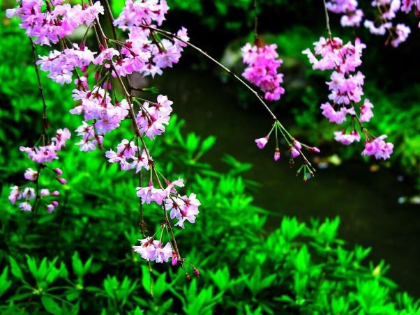 樱花