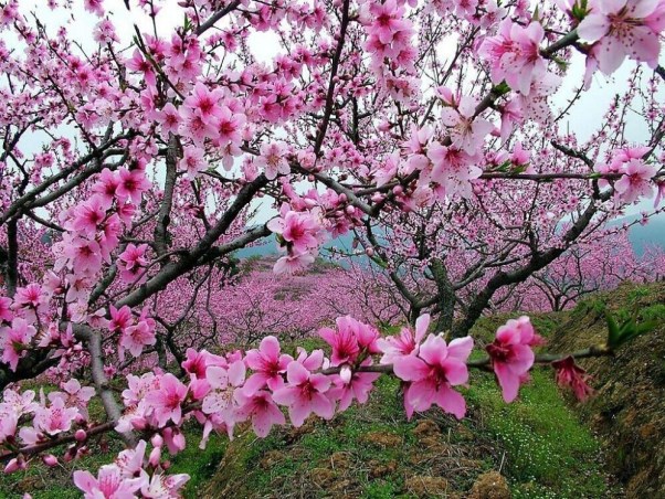 桃花节